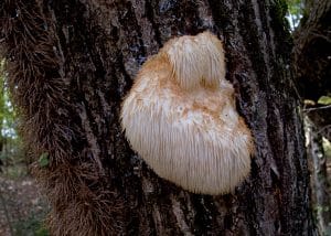Lion’s Mane Mushroom for Sleep