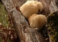 Should You Take Lion's Mane With or Without Food?