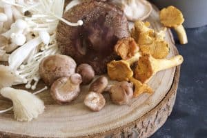 Mycelium vs Fruiting Body | What's The Difference?