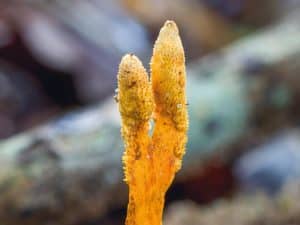 Cordyceps mushroom growing in the wild