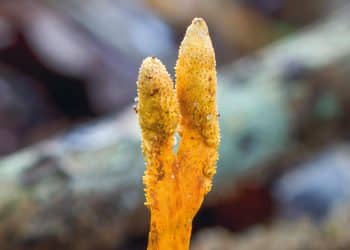 Cordyceps mushroom growing in the wild