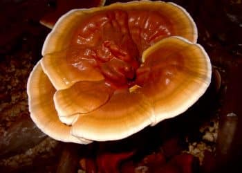 Is Reishi Mushroom Good For Auto-Immune Disorders?