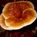 Is Reishi Mushroom Good For Auto-Immune Disorders?