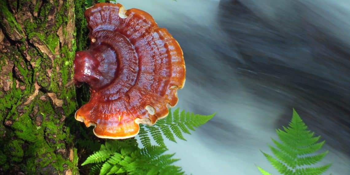 Reishi Mushroom and Depression Can It Help? Health By Mushrooms