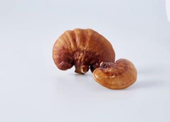 Reishi Mushroom and Erectile Dysfunction | Does It Help?