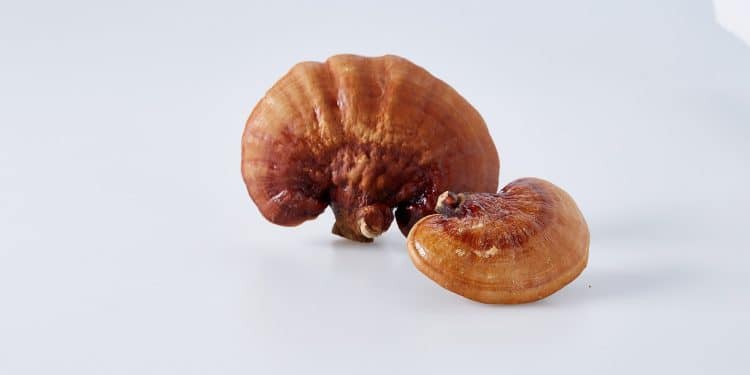 Reishi Mushroom and Erectile Dysfunction | Does It Help?