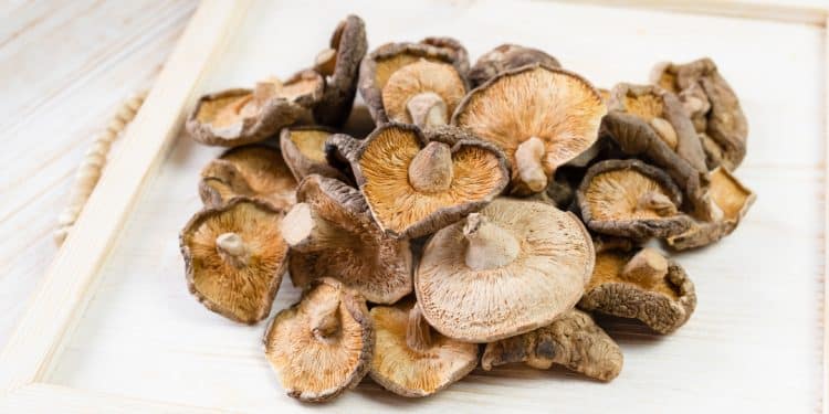Shiitake Dermatitis | What you need to know