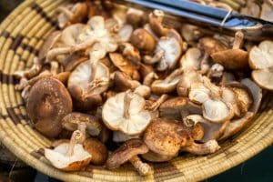 Shiitake Mushroom and Sawdust Substrate