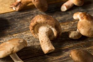 Shiitake Mushroom Side Effects