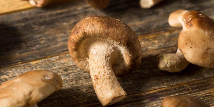 Shiitake Mushroom Side Effects