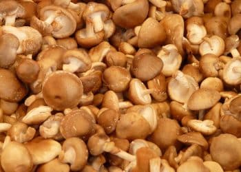 Shiitake Mushroom vs Portobello Mushroom