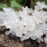 Snow Mushroom Skincare. Why You Need To Use This Mushroom