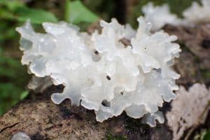 Snow Mushroom Skincare. Why You Need To Use This Mushroom
