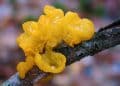 Tremella Mushroom vs Hyaluronic Acid