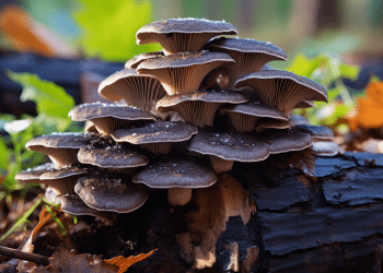 Turkey Tail: The Best Mushroom for Rheumatoid Arthritis
