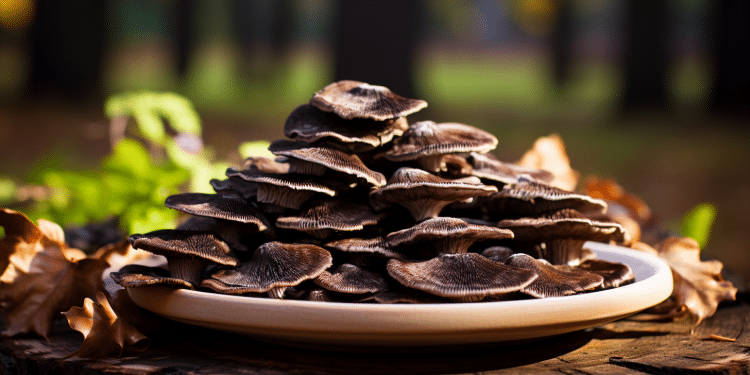 All The Turkey Tail Mushroom Diabetes Benefits - Health By Mushrooms