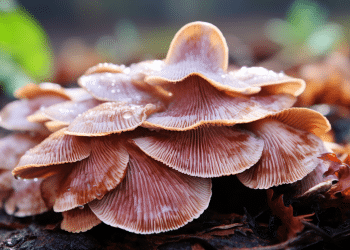 Turkey Tail Mushroom For Endometriosis