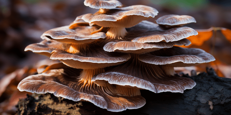 Turkey Tail Mushroom for Cancer in Dogs | Does it Help?