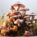 What Are Functional Mushrooms | An Expert Guide