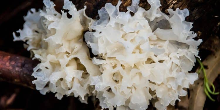 What is Snow Fungus? The Snow Mushroom You Need to Know About