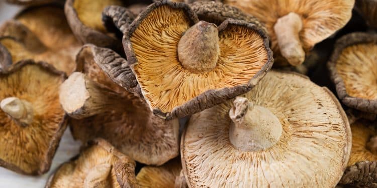 which mushroom supplements can i take Shiitake Mushrooms?