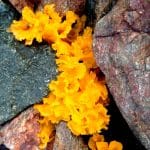 When is The Best Time to Take Tremella Mushroom Supplements?