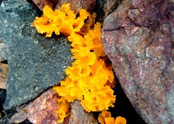 When is The Best Time to Take Tremella Mushroom Supplements?