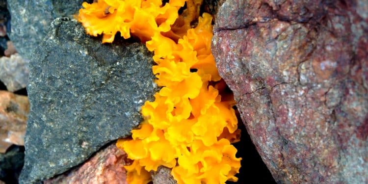 When is The Best Time to Take Tremella Mushroom Supplements?